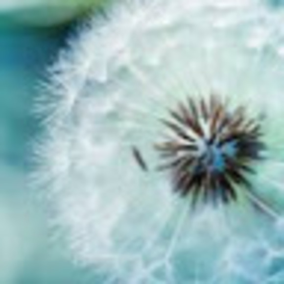 Meet your Posher, Karson - Picture 1 of 1